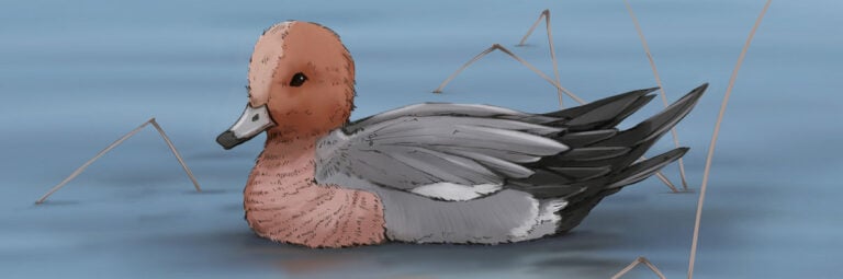 Eurasian Wigeon illustration — cover art for the first Bird Boy song