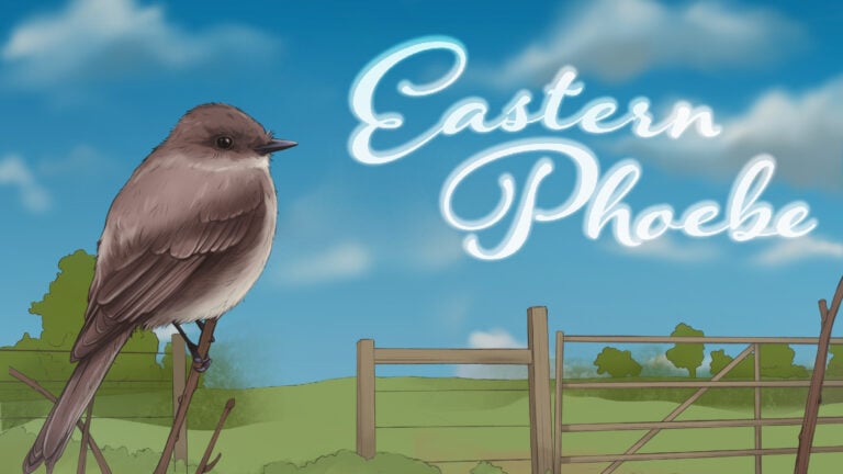Eastern Phoebe illustration — cover art for the Bird Boy lofi song "Eastern Phoebe"