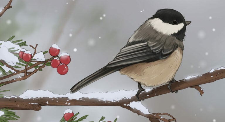 Black-capped Chickadee illustration — cover art for the Bird Boy lofi song "Black-capped Chickadee"