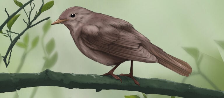Thrush Nightingale illustration — cover art for the Bird Boy lofi song "Thrush Nightingale"