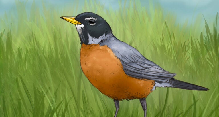 American Robin illustration — cover art for the Bird Boy lofi song "American Robin"