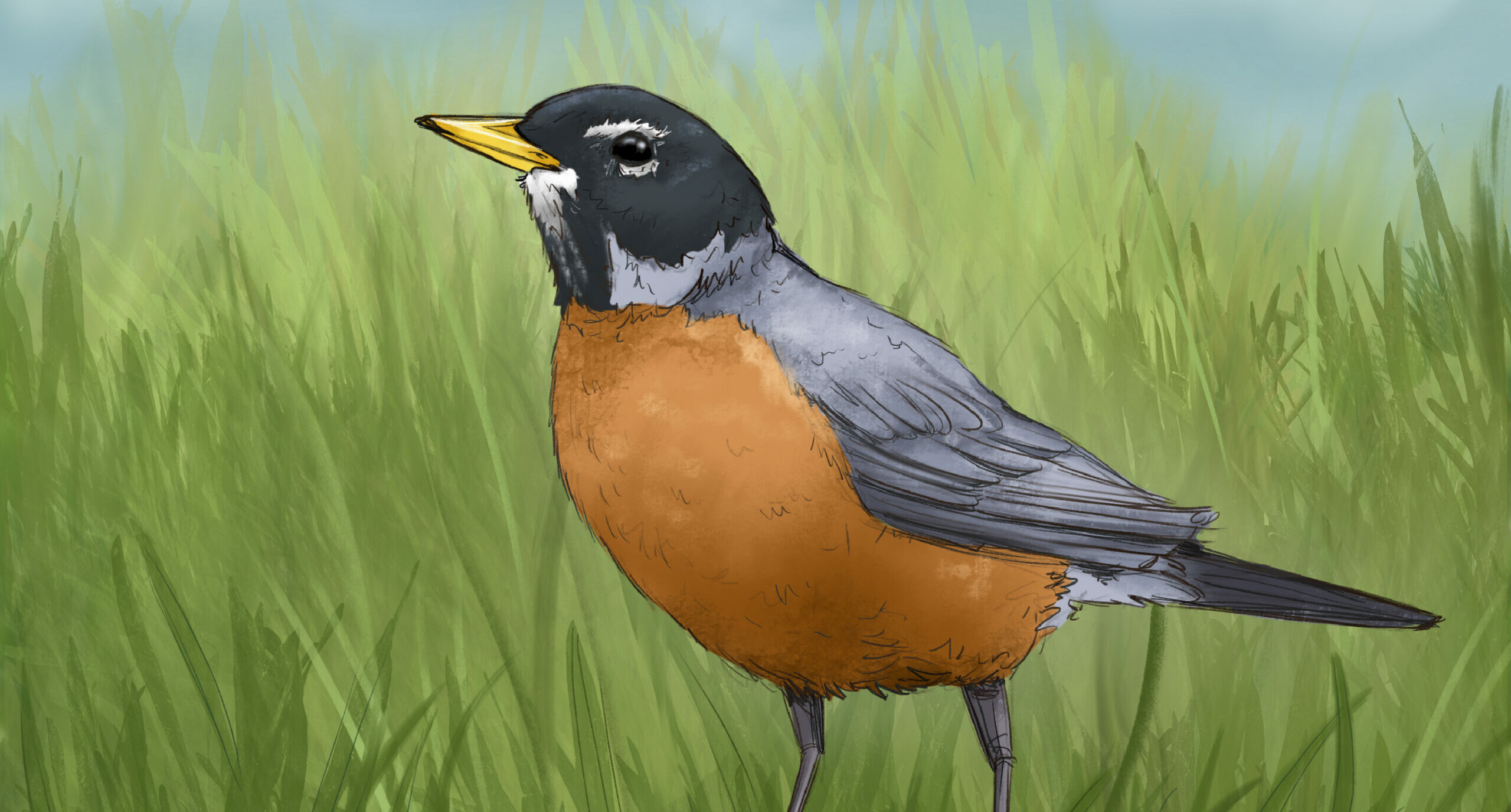 American Robin