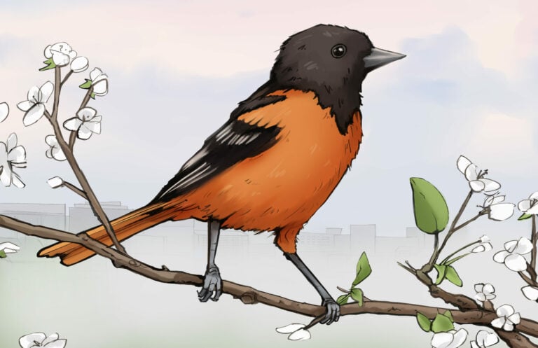 Baltimore Oriole illustration — cover art for the Bird Boy lofi song "Baltimore Oriole"