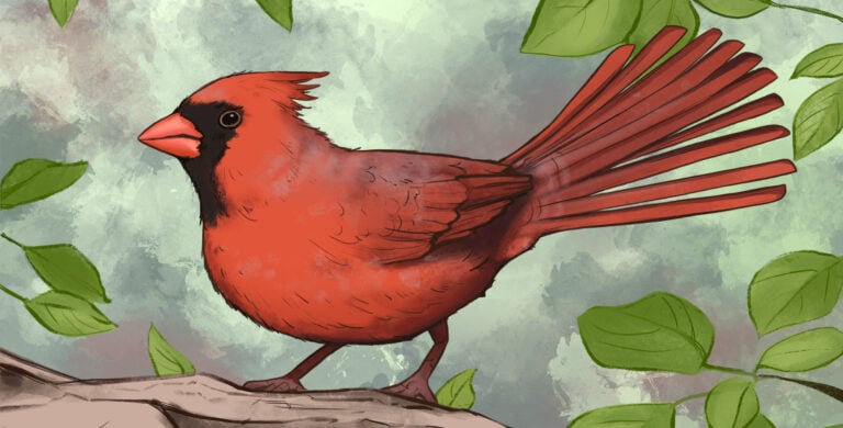 Northern Cardinal illustration by Aubrey Postier — cover art for the Bird Boy lofi song "Northern Cardinal"