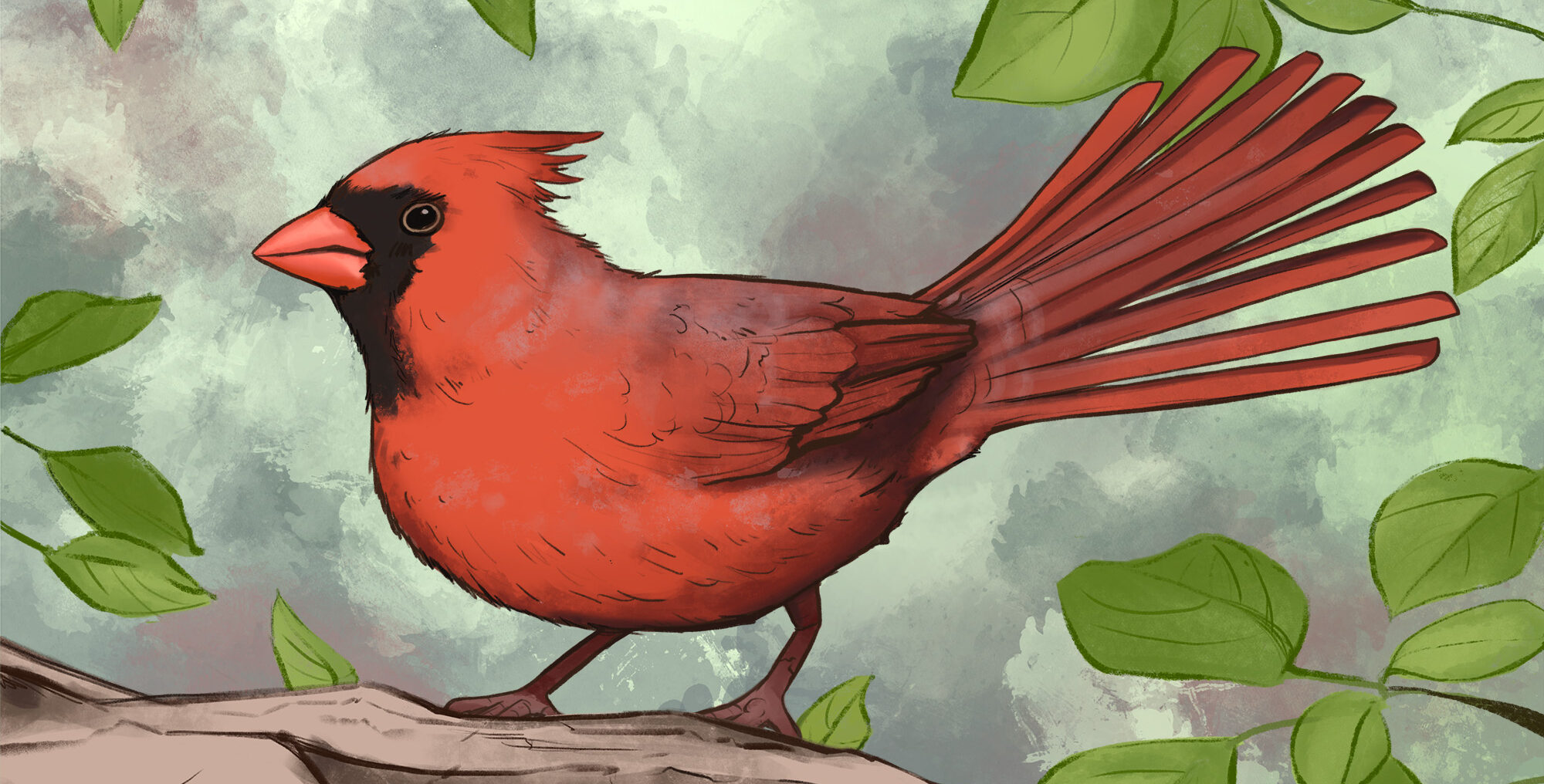 Northern Cardinal