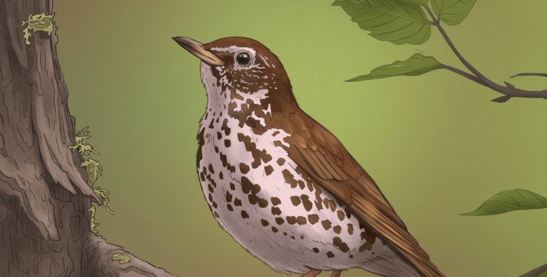 Wood Thrush illustration by Aubrey Postier — cover art for the Bird Boy lofi song "Wood Thrush"