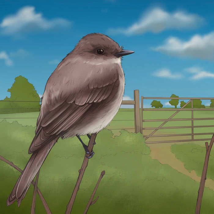 Eastern Phoebe illustration