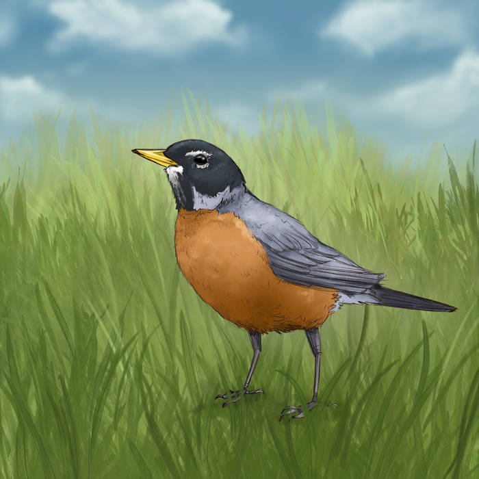 American Robin illustration